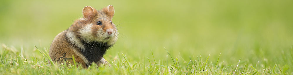 Hamster Hamster -Tipps