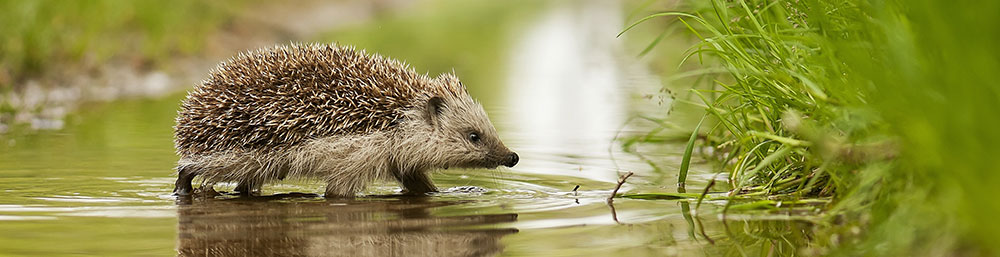 Igel -Tipps