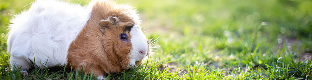 Kaninchen Meerschweinchen-Tipps